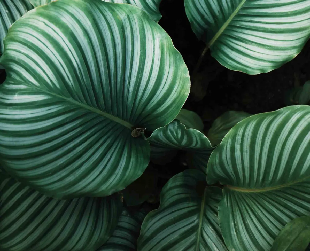 Pflanzen für dunkle Räume: Grün trotz wenig Licht