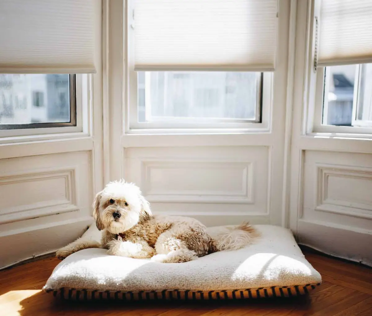 Energiespar-Wunder: Plissees als Klimaretter im Eigenheim