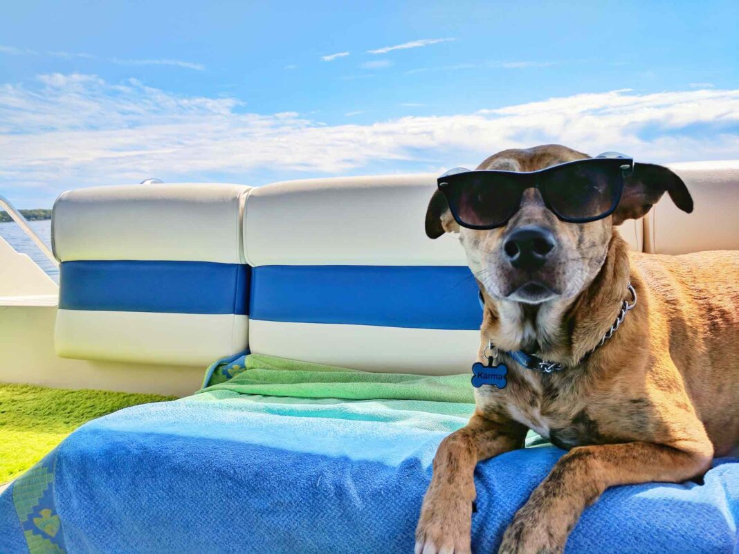 Urlaub mit Hund- Hunde-freundliche Hotels und Ferienha?user Urlaub mit Hund: Hunde-freundliche Hotels und Ferienhäuser