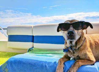 Urlaub mit Hund: Hunde-freundliche Hotels und Ferienhäuser